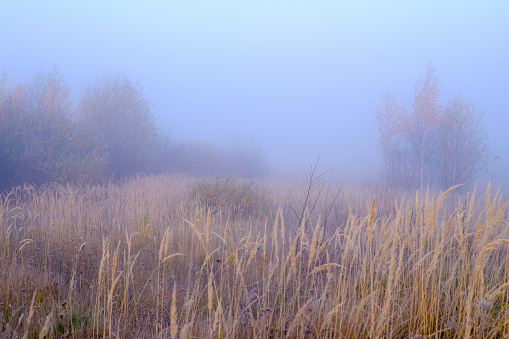 In the foreground the yellow tall grass in the distance one can see trees, the rest is hidden in the mist.