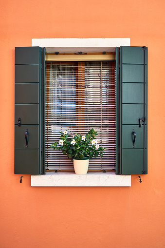 Window with green shutters and white flowers in the pot. Italy, Venice, Burano