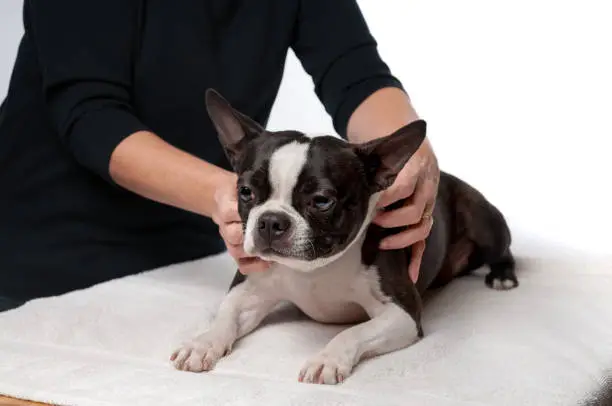 Photo of Dog Massage Therapy