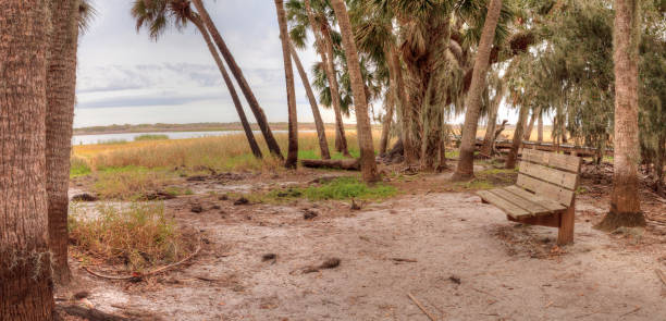 istock Bench at overlooking the wetland 909813944