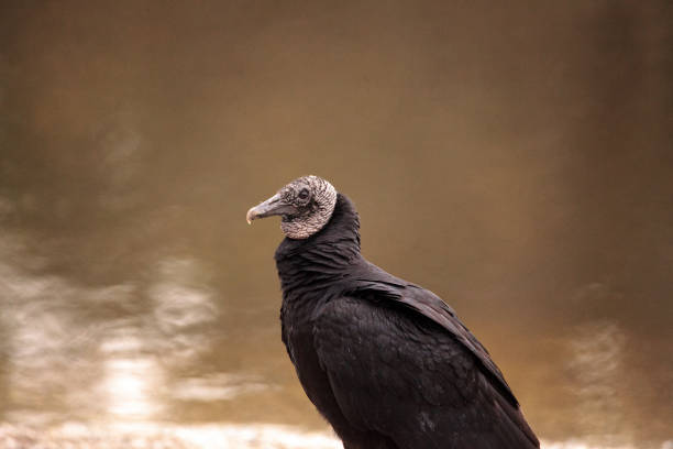 istock Black vulture Coragyps atratus 909816546