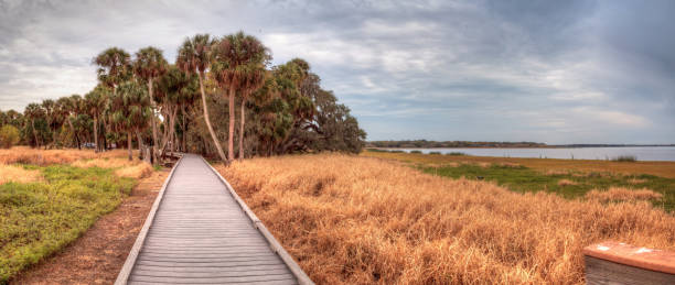 istock Boardwalk along the wetland 909816574