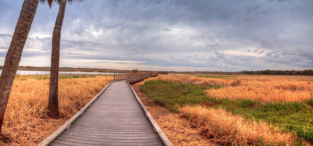 istock Boardwalk along the wetland 909816686