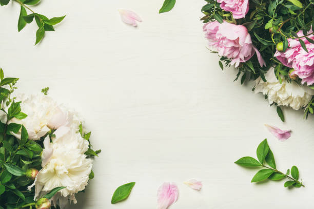 istock Flat-lay of peony flowers over white background, copy space 909816688