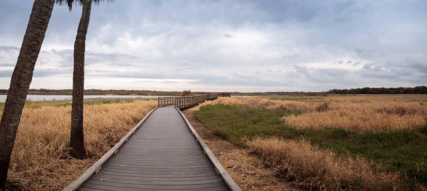istock Boardwalk along the wetland 909816690