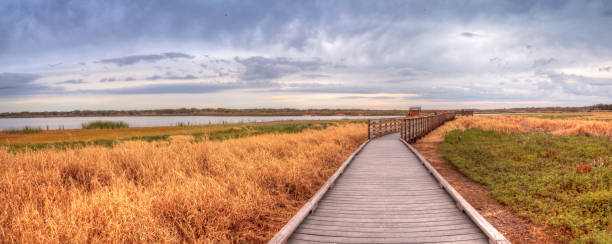 istock Boardwalk along the wetland 909816756