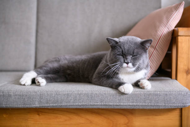istock The grey cat sleeps on the couch 909818676