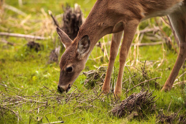 istock White-tailed deer Odocoileus virginianus 909818702