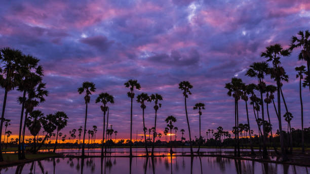 istock Aerial view of  sugar palm tree  with sunset sky . 909821284