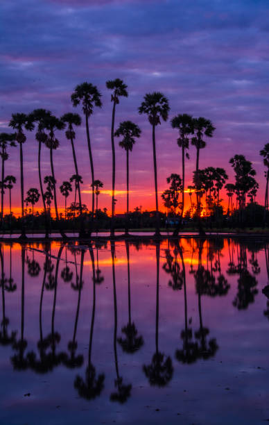 istock landscape of sugar palm tree in Twilight time ,Thailand 909821636