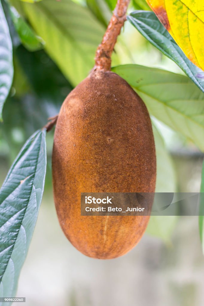 Close-up of cupuacu fruit. Typical amazon fruit Cupuaçu Stock Photo