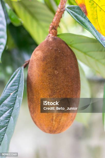 Closeup Of Cupuacu Fruit Stock Photo - Download Image Now - Cupuaçu, Seed, Agriculture