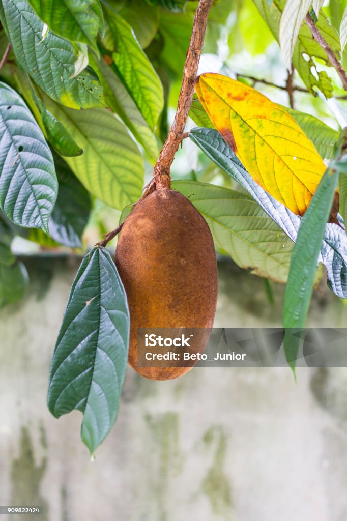 Close-up of cupuacu fruit. Typical amazon fruit Cupuaçu Stock Photo