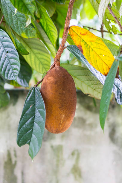 Close-up of cupuacu fruit. Typical amazon fruit theobroma stock pictures, royalty-free photos & images