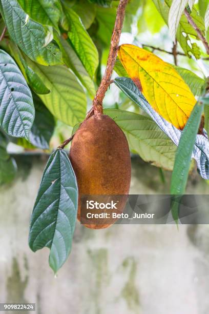 Closeup Of Cupuacu Fruit Stock Photo - Download Image Now - Cupuaçu, Brazil, Theobroma