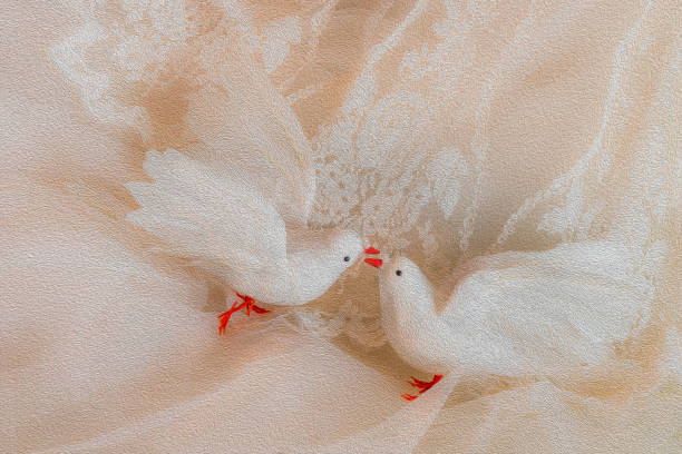 Two loving white doves.