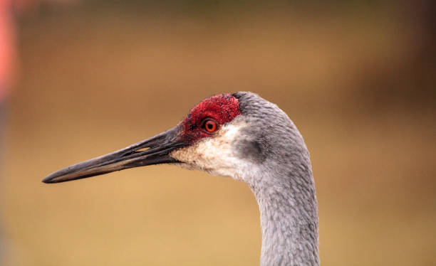 istock Sandhill crane bird Grus canadensis 909828938