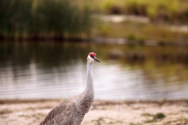 istock Sandhill crane bird Grus canadensis 909829262