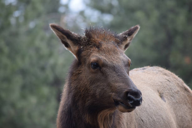 istock Cow elk in Idaho 909831534