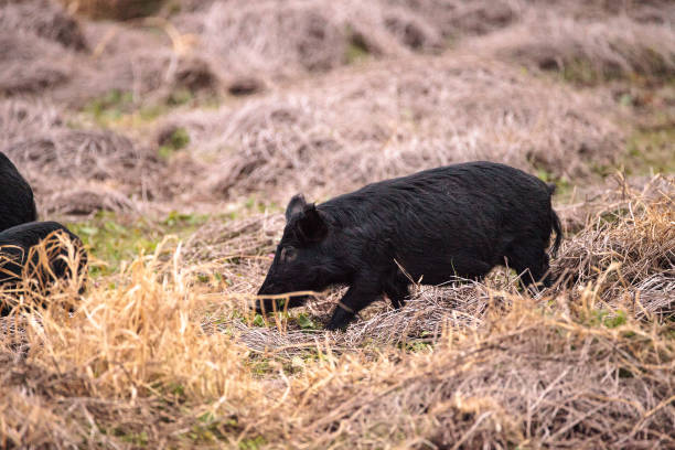 istock Wild pigs Sus scrofa forage for food 909832912