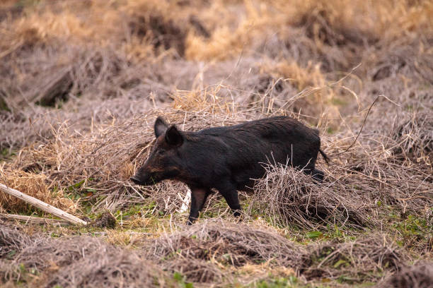 istock Wild pigs Sus scrofa forage for food 909832950