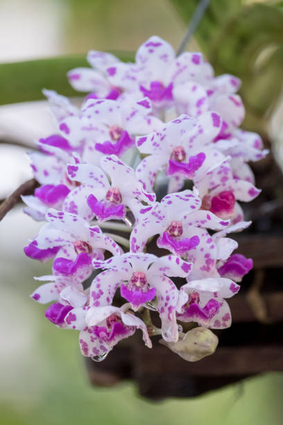 istock Beautiful purple and white orchid. 909833280