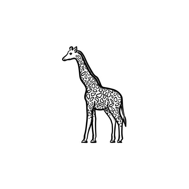 illustrazioni stock, clip art, cartoni animati e icone di tendenza di icona di schizzo disegnato a mano della giraffa - length south high up climate
