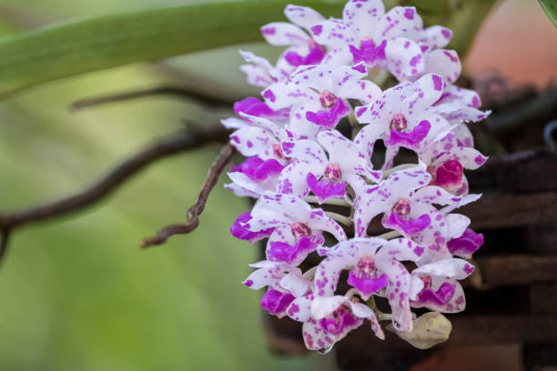 istock Beautiful purple and white orchid. 909835602