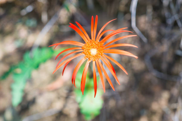 Red flower. Photo taken while hiking down to Belvedere Power Station from Bourke's Luck potholes in the Blyde River Canyon area in South Africa. drakensberg flower mountain south africa stock pictures, royalty-free photos & images