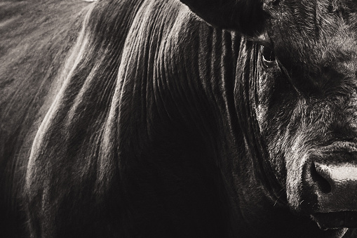 Abstract black and white photo of a very large Black Angus bull closeup. Horizontal composition and copy space.