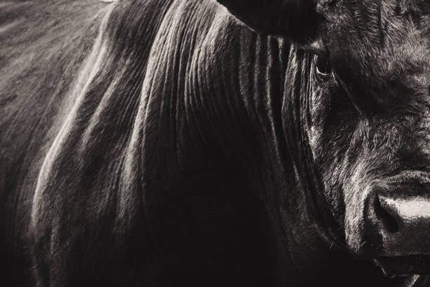Big Black Angus bull closeup Abstract black and white photo of a very large Black Angus bull closeup. Horizontal composition and copy space. bull animal stock pictures, royalty-free photos & images
