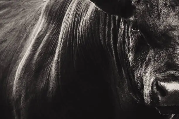 Photo of Big Black Angus bull closeup
