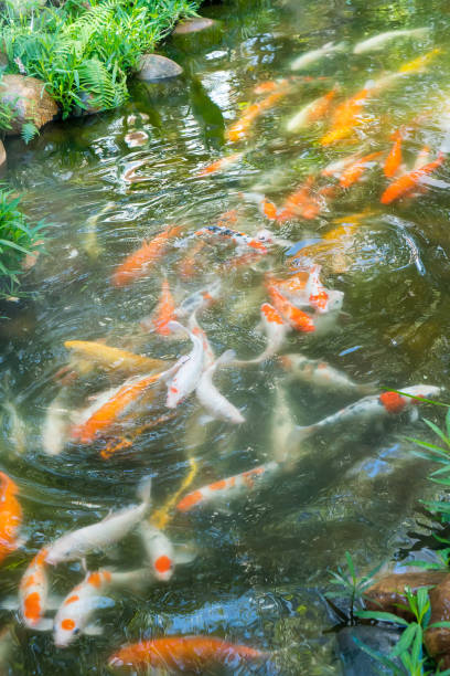 istock Koi Carp,Pet Believe it is luck 909840414