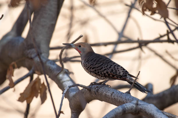 Red-Shafted Northern Flicker Bird Perched on Tree Branch