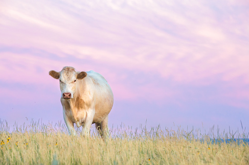 A Charolais cow standing on Montana prairie grass close to and looking toward camera. The sky above her is purple with soft pink and feathery clouds. No people in this high resolution color photograph with horizontal composition and copy space.