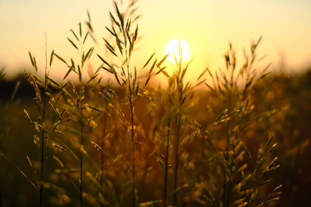 istock Morning in the field 909844056