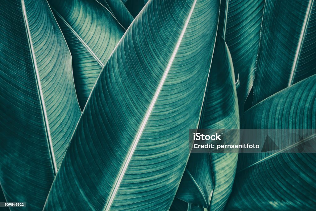 tropical palm leaf, dark green toned tropical leaves Backgrounds Stock Photo