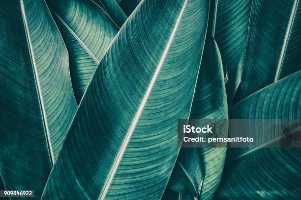 Tropical Palm Leaf Dark Green Toned Stock Photo - Download Image Now - Backgrounds, Leaf, Palm Leaf