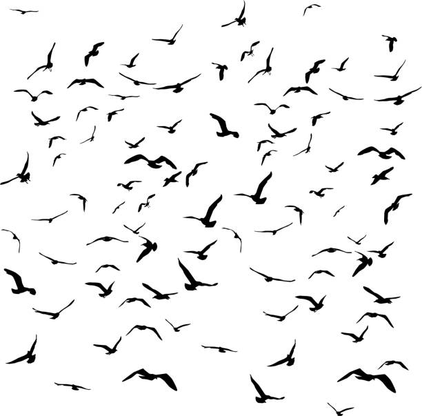 Seagulls black silhouette on isolated white background. Vector Seagulls black silhouette on isolated white background. Vector illustration birds flying in v formation stock illustrations