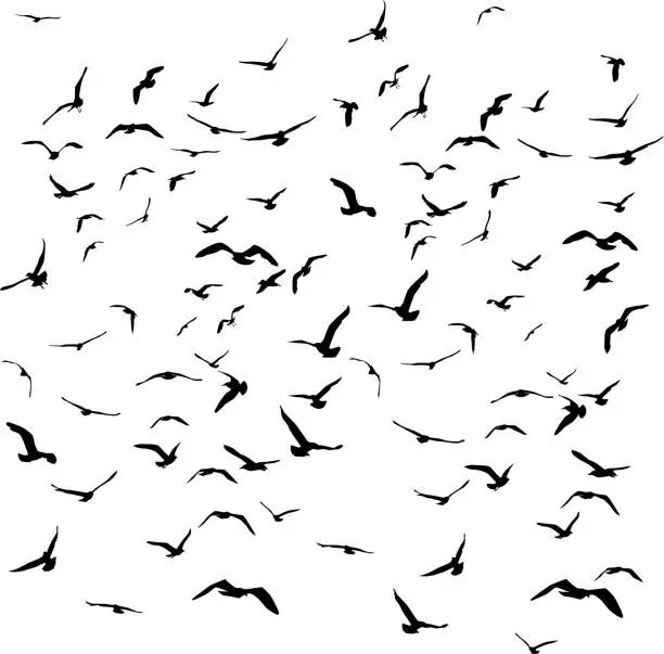 Vector illustration of Seagulls black silhouette on isolated white background. Vector