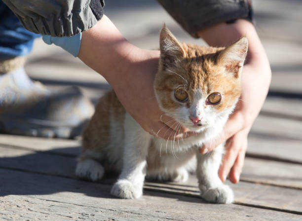 istock red cat in hands on nature 909847834