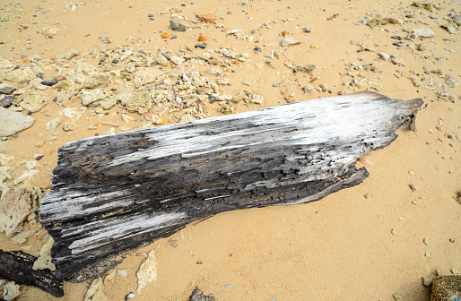 Old Timber on the sand beach of the shore