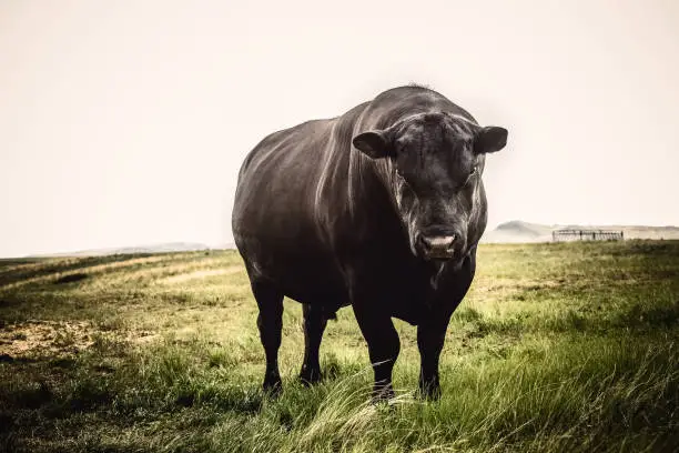 A big Black Angus bull standing on green Montana prairie looking toward camera with serious expression. High resolution color photograph with no people. Horizontal composition.
