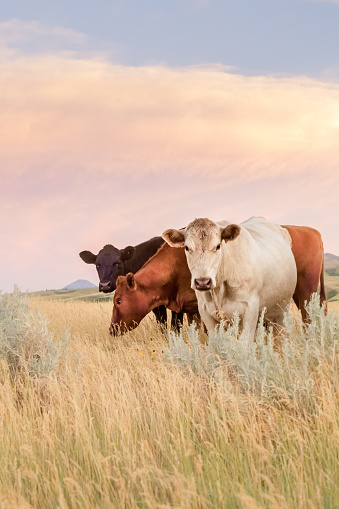 Montana scenic - Cattle standing and grazing tall prairie grass under pastel colored sky and clouds. One cow Charolais white, one cow Red Angus, and one cow Black Angus. No people in this high resolution color photograph. Vertical composition and copy space for content.