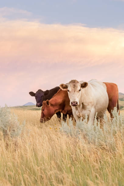 Three cows grazing lush grass on Montana prairie Montana scenic - Cattle standing and grazing tall prairie grass under pastel colored sky and clouds. One cow Charolais white, one cow Red Angus, and one cow Black Angus. No people in this high resolution color photograph. Vertical composition and copy space for content. graze stock pictures, royalty-free photos & images
