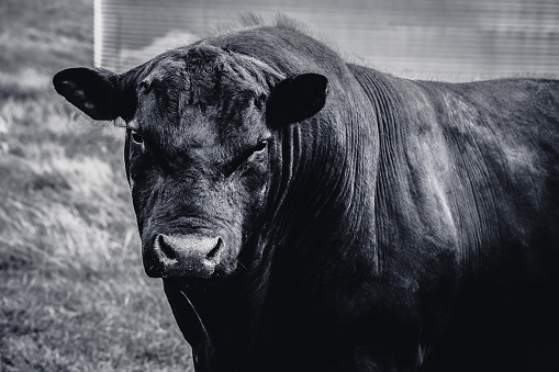 A large Black Angus bull very close to camera. High resolution photograph with no people and horizontal composition.