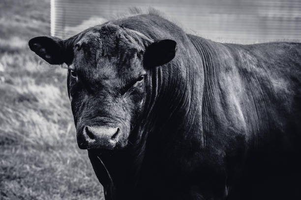 Black Angus Bull in black and white closeup A large Black Angus bull very close to camera. High resolution photograph with no people and horizontal composition. bull aberdeen angus cattle black cattle stock pictures, royalty-free photos & images