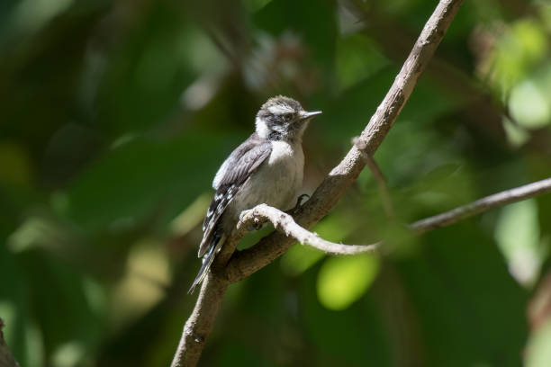 istock Young Female Downy Woodpecker Perched on Tree Branch Against Green Background 909850942