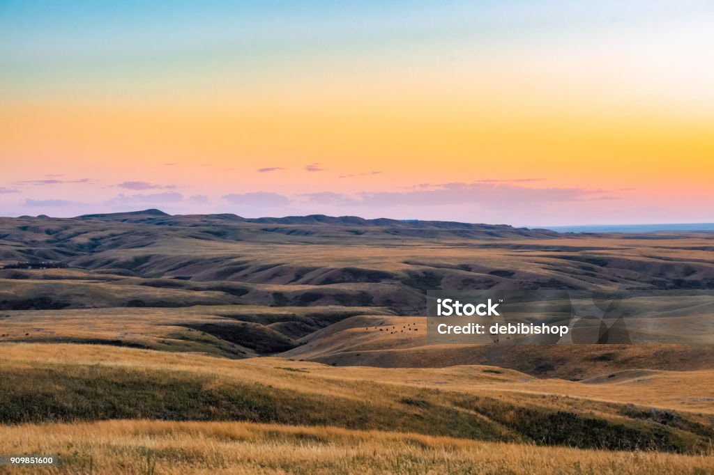 Nature scenic Montana landscape - Cattle grazing in the distance on grassy hills under colorful sky at sunset A small herd of cattle in the distance grazing prairie grass. Landscape - Scenery Stock Photo