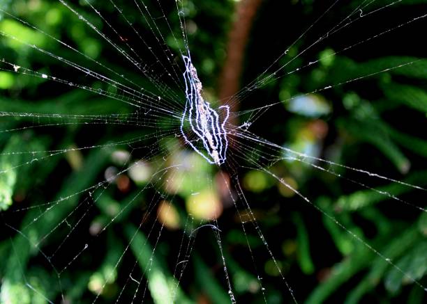 a cobweb - spider web seen in a home garden in Sri Lanka